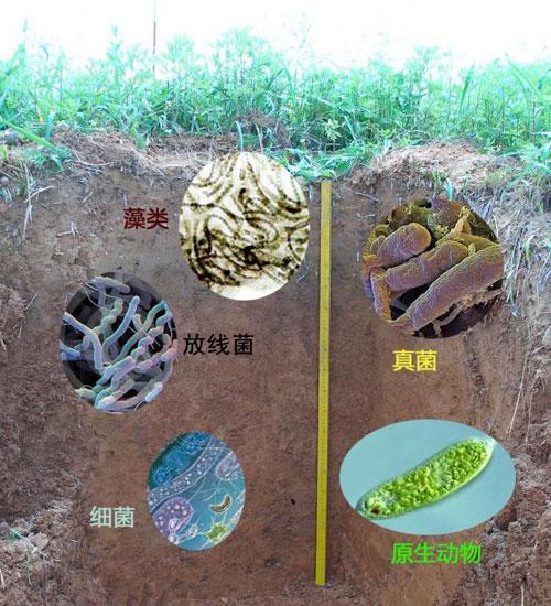 土壤微生物，你知道多少？