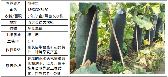 鄉(xiāng)喜液體肥應(yīng)用于清遠英德市冬瓜早造的示范案例分析